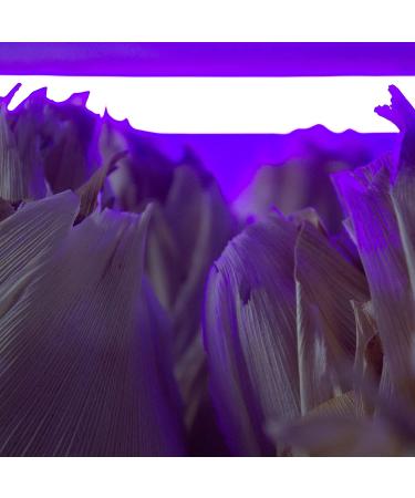 Hojas Para Tamal Grande - Bonaterra Valley Premium Large Corn Husk 150g (5.3oz) - Buy Online on GoSupps.com