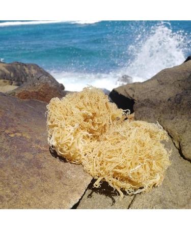 Premium Gold Sea Moss (Raw and Dried) | 100g (3.5oz) per Pack | 100% Organic | Natural Superfood for Health and Wellness - Buy Online on GoSupps.com