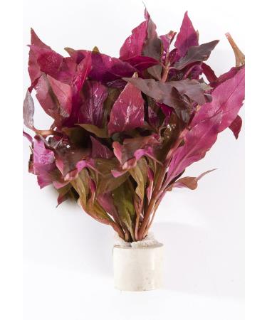 PondPlantsUK 2 x Live Plants for aquascaping mosses Fern Tropical Aquatic Plants in Ceramic Weights (Althernanthera Cardinalis) - Buy Online on GoSupps.com