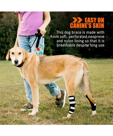 NeoAlly Dog Braces for Back Legs with Dual Metal Spring Inserts - Large, 1 Pair - Buy Online on GoSupps.com