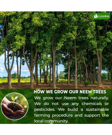 Lavendium Premium 56g (2oz) Neem Leaves 100% Natural & Pure from Dried Neem Leaves Wild harvested Cut & Sifted Neem Leaf Herbal Tea Neem Loose Leaves No Additives No Caffeine Vegan - Buy Online on GoSupps.com