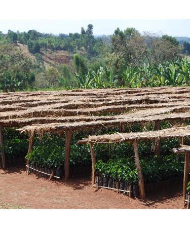 Equator Coffee J.O.M.O Decaf Coffee Blend Naturally Processed by CO2 Method Caffeine Free Delight Milk Chocolate and Sweet Notes J.O.M.O DECAF 908 g (Pack of 1) - Buy Online on GoSupps.com