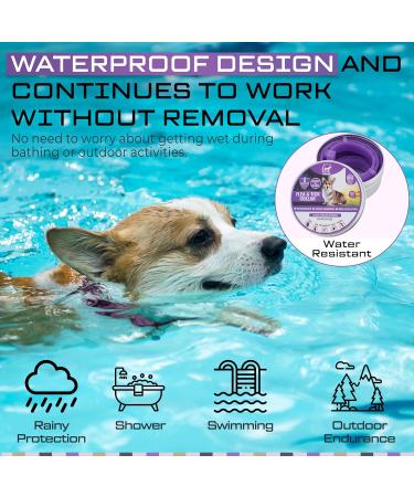Dog Repellent Treatment Dog Repellent Collars Adjustable Small-Medium-Large Dog Repellent Collar Natural Repellent Collar for Dogs Waterproof Reflective Dog Repellent (Single Pack Purple) Single Pack Dog Purple - Buy Online on GoSupps.com