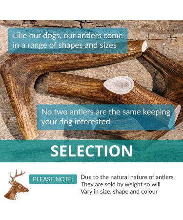 Antlers for Dogs Ideal for Medium Dogs Sustainable Naturally Shed Deer Antlers for Dogs Dog Toys Dog Treats Dog Antler Reindeer Antlers for Dogs Natural Dog Chews Dog Chew Toys M (Pack of 1) - Buy Online on GoSupps.com