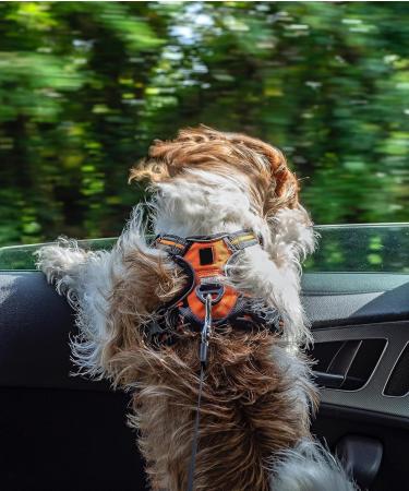 Yaodhaod Dog Seat Belt - Steel Wire Bite-Resistant Car Safety Belt for Dogs & Cats (40cm Blue) - Double Clip & Buckle Adapter - 2PCs - Buy Online on GoSupps.com