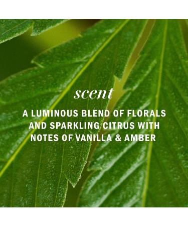 Herbal Essences Pure Plants Hemp Oil Sulfate Free Shampoo Frizz Control with Certified Camellia Oil and Aloe Vera For All Hair Types Especially Frizzy Hair 600 mL Floral and Aloe Vera 600 ml (Pack of 1) - Buy Online on GoSupps.com