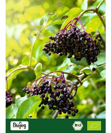 Biojoy BIOBlack elderberries dried and whole 500 g elderberry tea without additives Sambucus nigra - Buy Online on GoSupps.com