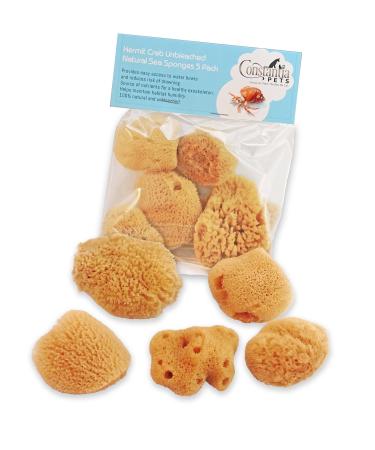 Constantia Pets Hermit Crab Real Sea Sponges - 5 Pack Unbleached, Provides Nutrients, Safer Drinking and Helps Maintain Habitat Tank Humidity