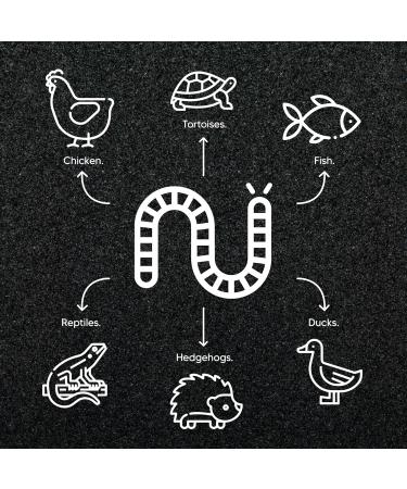 22lb - MEALWORMS by Premium Feeders Approx 350000+ Dried Mealworms - Chicken & Bird Feed - Meal worms Treats - High Protein Mealworm for Chickens Wild Birds & Small Animals (2 Bags of 11lb) - 10KG - Buy Online on GoSupps.com