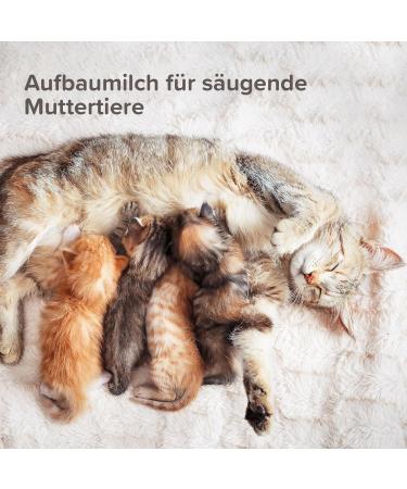 Beaphar - LACTOL - Formula milk powder - Enriched with DHA protein source - For unweaned kitten pregnant or nursing female and elderly or sick cats - 500g 500 g (Pack of 1) - Buy Online on GoSupps.com