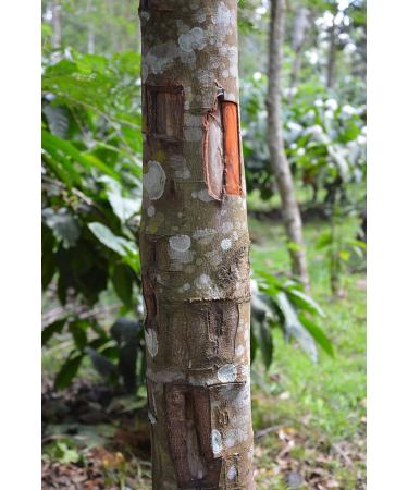 Buy Golisan Premium Ceylon Cinnamon Extract - High Dose 15ml | Boost Health & Wellness | International Shipping Available - Buy Online on GoSupps.com