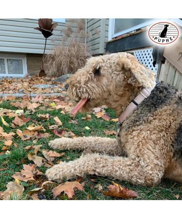 PUPHE - 6 Inch Natural Premium Long Lasting Bully Sticks for Dogs Low Odor One-Ingredient Fully Digestible %100 Beef Dog Chews for Dental Care (Standard 10 Pack) 6" Standard 10 Pack - Buy Online on GoSupps.com