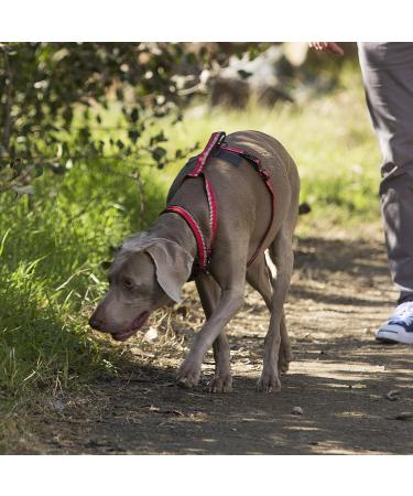 Halti Walking Harness Size Small Blue - Lightweight & Reflective Adjustable Dog Harness with Handle - Ideal for Small, Medium, and Large Dogs - Buy Online on GoSupps.com
