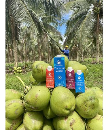 Palmdream Coconut Water - No Sugar Added | Premium Non-GMO Coconut Water from Single Origin Coconuts | Gluten Free | Natural Electrolytes | 12 Pack of 330ml Bottles - Buy Online on GoSupps.com