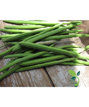EasySeeds Moringa Seeds emillas de Moringa Drumstick Tree Moringa oleifera West Indian ben Wingless Seeds (750gm) - Buy Online on GoSupps.com