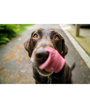 Pupford Over the Topper - Beef Liver Freeze-Dried Meal Topper for Dogs | Made in USA | Improve Nutrition & Taste - Ideal for Picky Eaters - Buy Online on GoSupps.com