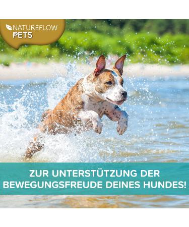 Gr nlippmussel Dog Supplement - 250g Natural Green Lip Powder for Joint Support - Test Winner for Dogs - High Acceptance Green Lip Shell Powder - Buy Online on GoSupps.com