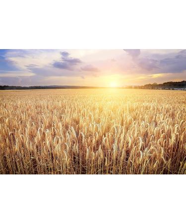 Sanniti Traditional Barley Malt Syrup 20 oz - Pure and Natural Sweetener - Buy Online on GoSupps.com