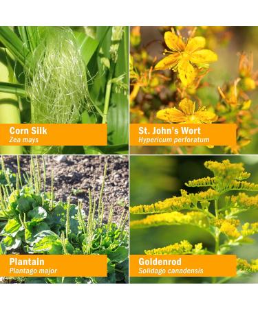 Herb Pharm Calm Bladder Liquid Formula - Urinary System Support - 1 Fl Oz - Buy Online on GoSupps.com