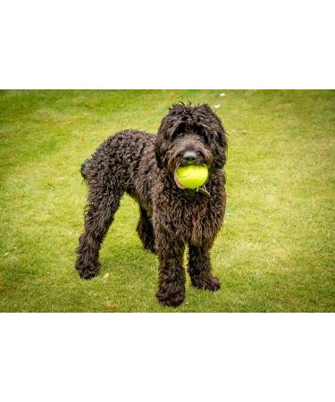 Petface Tennis Balls for Dogs - 20 Pack Fetching Toy 6.5 cm - Durable & Fun for Playtime - Buy Online on GoSupps.com