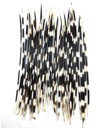 Quills 10 African Porcupine Quills 6 - 8