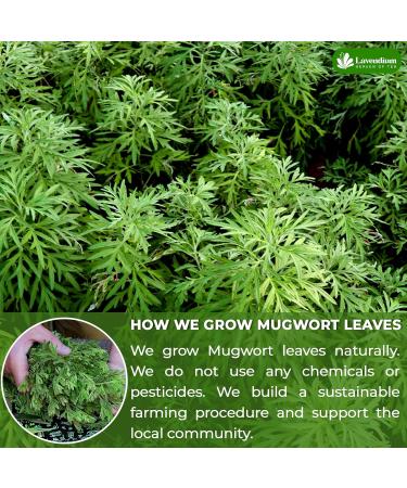 Lavendium Premium 30 Mugwort Leaf Tea Bags 100% Natural and Pure Mugwort Leaves. Loose Leaf Mugwort Herbal Tea. No Sugar No Caffeine No Gluten Vegan. Mugwort 30 Bags - Buy Online on GoSupps.com