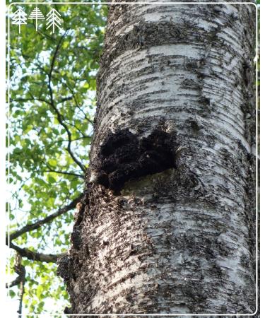  SIGMATIC-CHAGA Siberian Superfood Slow Drying Chaga Mushroom Small Parts GMP ISO-9001 100g - Buy Online on GoSupps.com