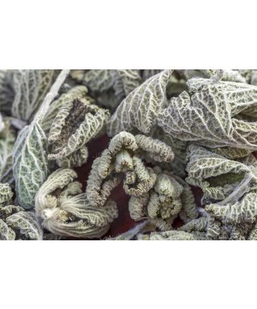 Black Horehound Herb Tea | Ballota Nigra L | Ballote Noire Herbe Tisane Health Embassy (100g) - Buy Online on GoSupps.com