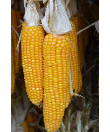 Corn cob feed corn rodent food 10 pieces 10 pieces (1 pack)