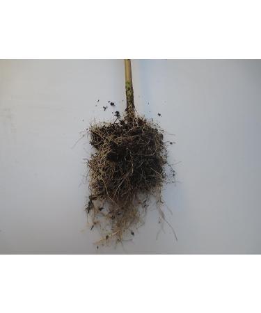 Bitter Leaf Plant - Vernonia amygdalina | Herbal Medicinal Benefits, Nutritional Value, Rich in Vitamins | Fresh Leafy Greens for Soup, Stew, Tea, Salad, Juice - Buy Online on GoSupps.com