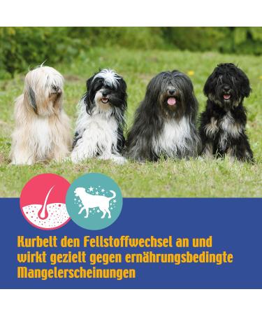 Nutriceutical 100 ml Biotin Concentrate for Pets - Skin & Coat Rescue for Dogs & Cats - 1 Pack - Buy Online on GoSupps.com
