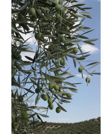 Greek Green Olives 1kg Vacuum-Sealed | Traditional Chalkidiki Variety |Key in The Mediterranean Diet | Loaded with Important Nutrients and Antioxidants| No Preservatives - Buy Online on GoSupps.com