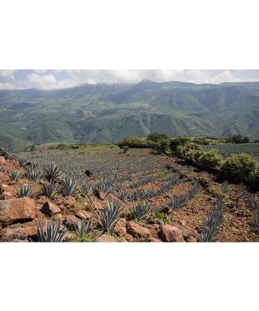 Tres Agaves Mixer Agave Nectar Organic 25.36 Fl Oz - Buy Online on GoSupps.com