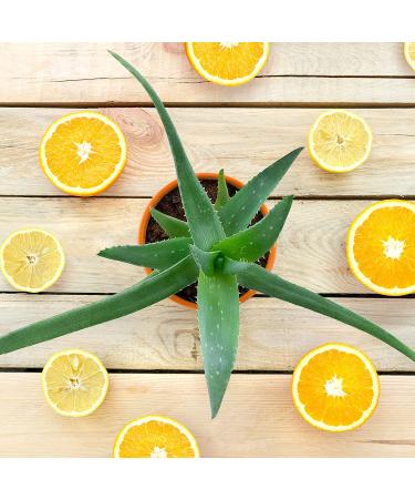 Petal Fresh Aloe & Citrus Bath & Shower Gel - Refreshing 16 fl oz - Buy Online on GoSupps.com