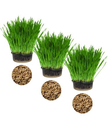 Cat Grass Oat 3 Pack by Cat FurNature