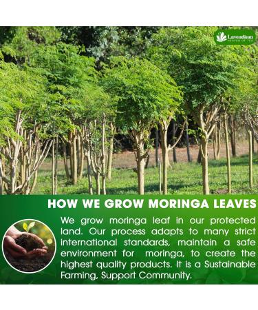 Lavendium Premium 75 Moringa Leaf Tea Bags 100% Natural and Pure from Moringa Leaves. Made with Eco-Conscious Tea Bags Moringa Leaf Herbal Tea. No Sugar No Caffeine No Gluten Vegan. - Buy Online on GoSupps.com
