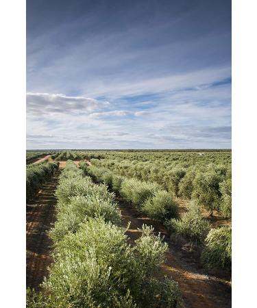 Cobram Estate California Select Extra Virgin Olive Oil 375mL - Keto Friendly Non-GMO 12.7 Fl Oz (Pack of 1) - Buy Online on GoSupps.com