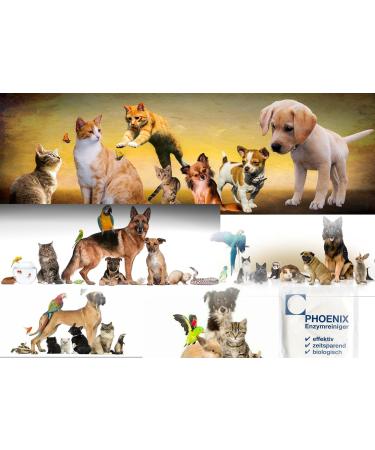 Phoenix Enzyme Cleaner for Cat Urine Removal - 4 x 20g Sealed Bags | Best International Shipping - Buy Online on GoSupps.com