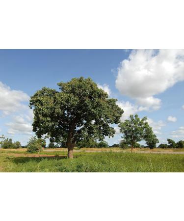 West African Shea Butter - Fair Trade Organic Skin & Hair Care | Therapeutic Natural Healing | 4 oz Pack - Buy Online on GoSupps.com