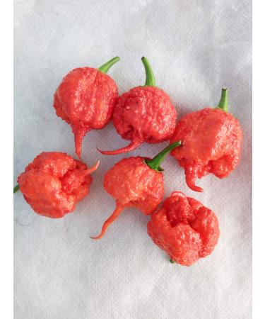 SEMI PEPERONCINI-Carolina Reaper HP22B-BIG Mama Mustard-BHUT JOLOKIA RED