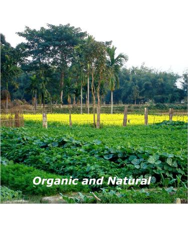 Blessfull Healing Organic Nigella Seed (Kalaungi) 200 Gram Airtight Container (Packing May Vary) 200 Gram 7.05 oz - Buy Online on GoSupps.com