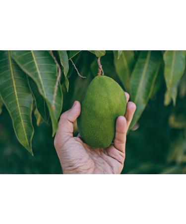 Buy Ponthier Mango Puree 6x1kg - Premium Mango Fruit Puree for Smoothies Sorbet & Cocktails | No Artificial Additives - Buy Online on GoSupps.com