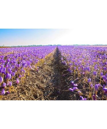 Sara Saffron: Grade A+ 100% Authentic Saffron Threads - 1 Gram - Buy Online on GoSupps.com