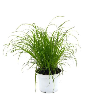 Common cat grass (Cyperus alternifolius 'Zumula') (1)