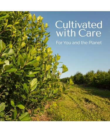 Palermo Organic Yerba Mate Tea Bags - Honey Citrus with Ginger & Turmeric | 20 Count | Energizing Antioxidant-Rich Vegan Gluten-Free - Buy Online on GoSupps.com