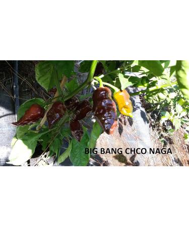 GHINO DI TACCO Bg Bang Pepper Seeds Chocolate Naga + COLTIVATION GUIDE - Buy Online on GoSupps.com