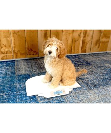 Alecto BC-30 Baby Scales - Digital Infant Scale for Babies & Toddlers up to 20kg | Accurate & Stabilized | International Shipping Available - Buy Online on GoSupps.com