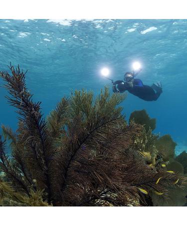 SOLA Video 2000 S/F - Professional Underwater Light for Clear and Bright Videos - Buy Online on GoSupps.com