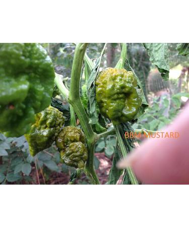 JAI'S GHOST RED-SOVERATO-BIG MAMA MUSTARD-CAPEZZOLI DI SCIMMIA-URFA BIBER-AJI PANCA - Buy Online on GoSupps.com