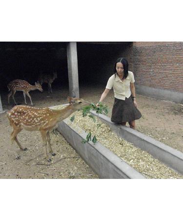 Dragon Herbs Deer Placenta 500mg - 60 Capsules for Wellness & Vitality - Buy Online on GoSupps.com